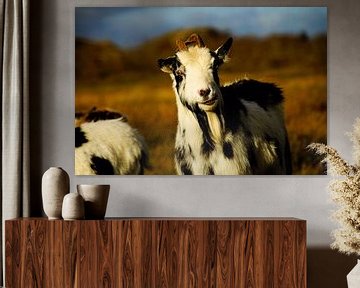 Tapfere Ziege auf Schier von Foto Graaf Eric