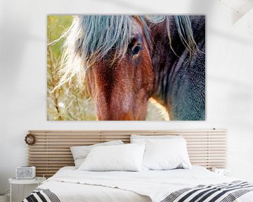 Close-up van een onverstoorbaar paard op Schier van Foto Graaf Eric