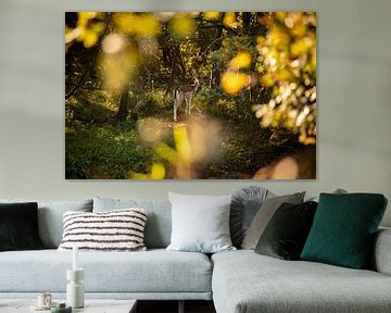 Oplettend damhert in de bossen Oranjezon, Oostkapelle van Percy's fotografie