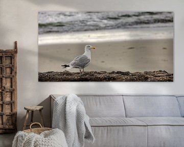 Mouette sur la côte sur Percy's fotografie