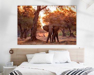 Elefant bei Sonnenuntergang von Henk Bogaard