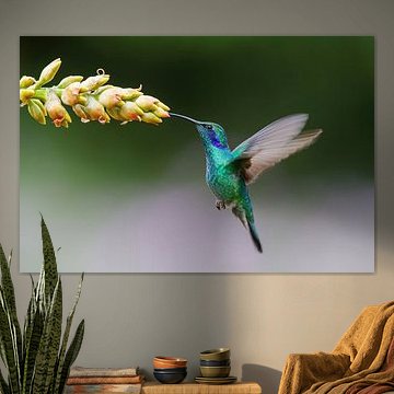 Kolibri fliegt durch bromelia von Henk Bogaard