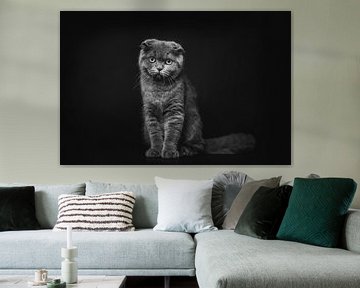 Porträt der dunklen Katze im Studio von Lotte van Alderen