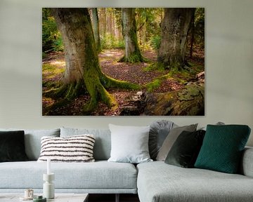 Wald auf Fischland-Darß-Zingst von Martin Wasilewski