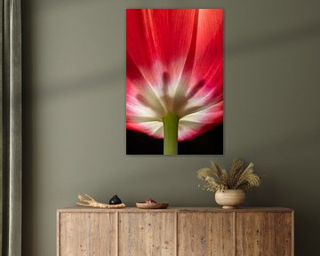 Rode tulp belicht van binnen uit van Jefra Creations