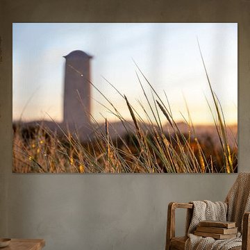 Gros plan sur l'herbe à marmotte à Domburg