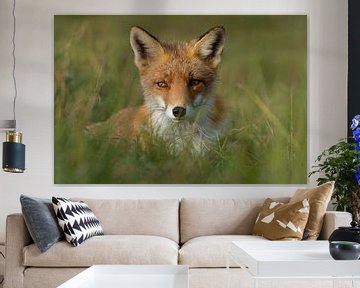 Sweet fox van Yvonne van der Meij