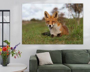 Sweet looking fox by Yvonne van der Meij