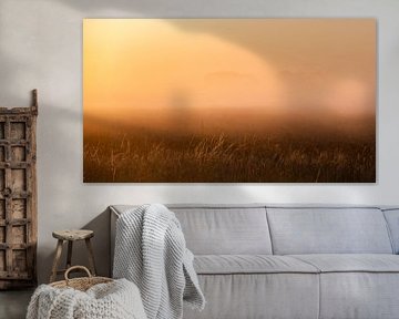 Marram grass in the morning light
