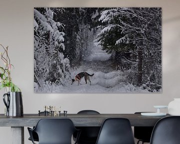 Husky in de sneeuw van Christer Andersson