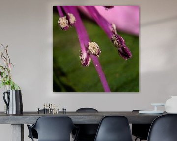 Meeldraden met stuifmeel