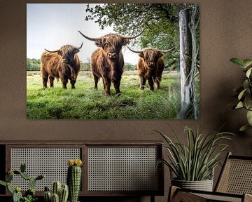 Schotse Hooglanders van S van Wezep