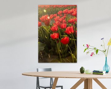 Tulipes sur Kyra Hoekema