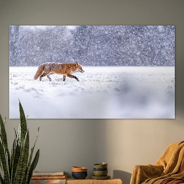 Op zoek naar voedsel