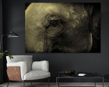 Close up van olifant