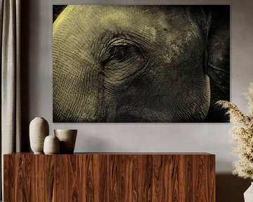 Close up van olifant van Dik Wagensveld
