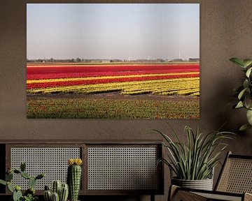Tulipfield von Kyra Hoekema