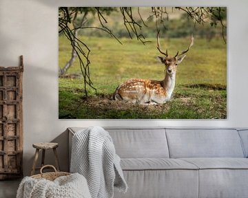 Hert in de Amsterdamse Waterleidingduinen van Kyra Hoekema