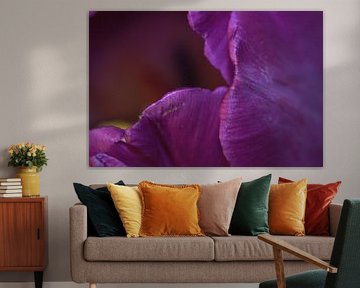 Tulp