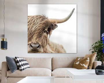 Portret Of A Brown Scottish Highland Cow by Diana van Tankeren