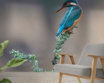 LP 71200241 Kingfisher on a Branch by BeeldigBeeld Food & Lifestyle