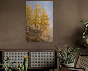 Larch trees in morning light by Melanie kempen