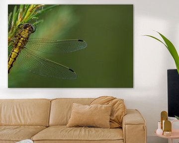 Dragonfly by Melanie kempen