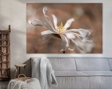 Magnolia by Melanie kempen