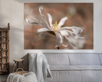 Magnolia