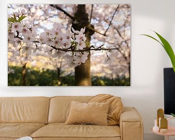 Japanische Blüte im Amsterdamse Bos. von Kyra Hoekema