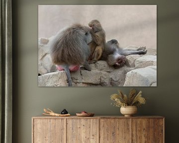 Chillende apen van Marcel Kerdijk