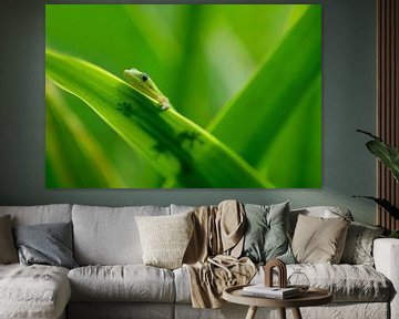 LP 70481874 Petit gecko sur une feuille sur BeeldigBeeld Food & Lifestyle