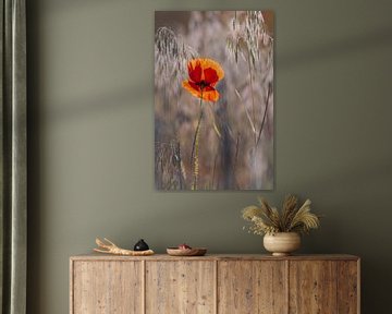 Papaver in achtergrondverlichting van Kurt Krause