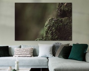 Green moss by Bjorn Cornelissen