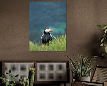 Puffin at Látrabjarg in the Westfjords of Iceland by Teun Janssen