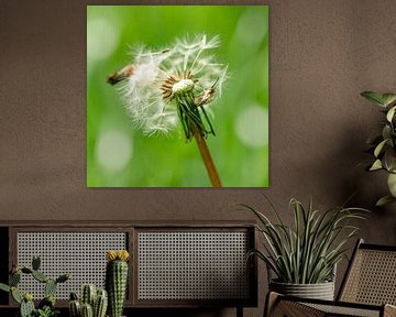 Un été vert et joyeux Bombylius major macro ( grande mouche à abeille) sur pissenlit sur John Quendag