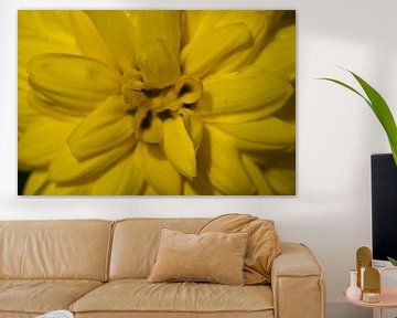 Zomerbloemen