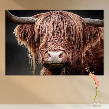 Schotse Hooglander van Mark van der Walle