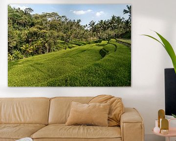 Bali rice terraces by Peter Schickert