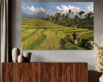 Bali rice terraces by Peter Schickert