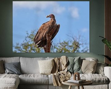 Lappet-faced vulture (gier) hoog in een boom van Jolene van den Berg