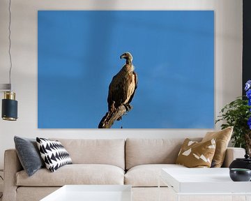 White-backed vulture (gier) van Jolene van den Berg