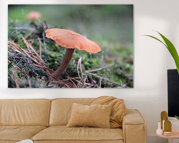 Herfst in volle glorie