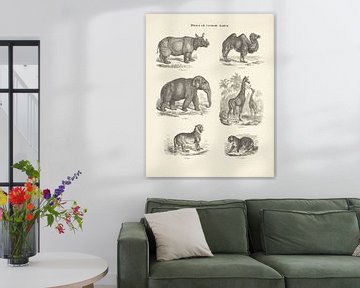 Dieren uit vreemde landen van Ernst Fröhlich, c. 1820 - 1843 (zwart/wit)