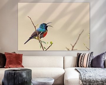 Dubbelbandige Sunbird (Cinnyris afer) van Dirk Rüter