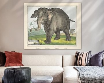 Elefante. / Elephant. / Eléphant. / Olifant van J. Scotti, 1829 - 1880