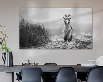 Chèvre terrestre dans l'Alde Feanen (noir et blanc) sur Martijn van Dellen