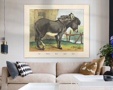 Âne. / Donkey. / Esel. / Asino. / Donkey, firm Joseph Scholz, 1829 - 1880
