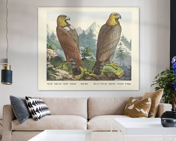 Aigle doré. / Golden eagle. / Goldadler. / Golden eagle. / Aquila dorato. / Aigle royal. / Royal eag
