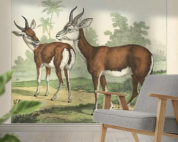 Gazelle. / Antelope. / Gazella, firm of Joseph Scholz, 1829 - 1880_1
